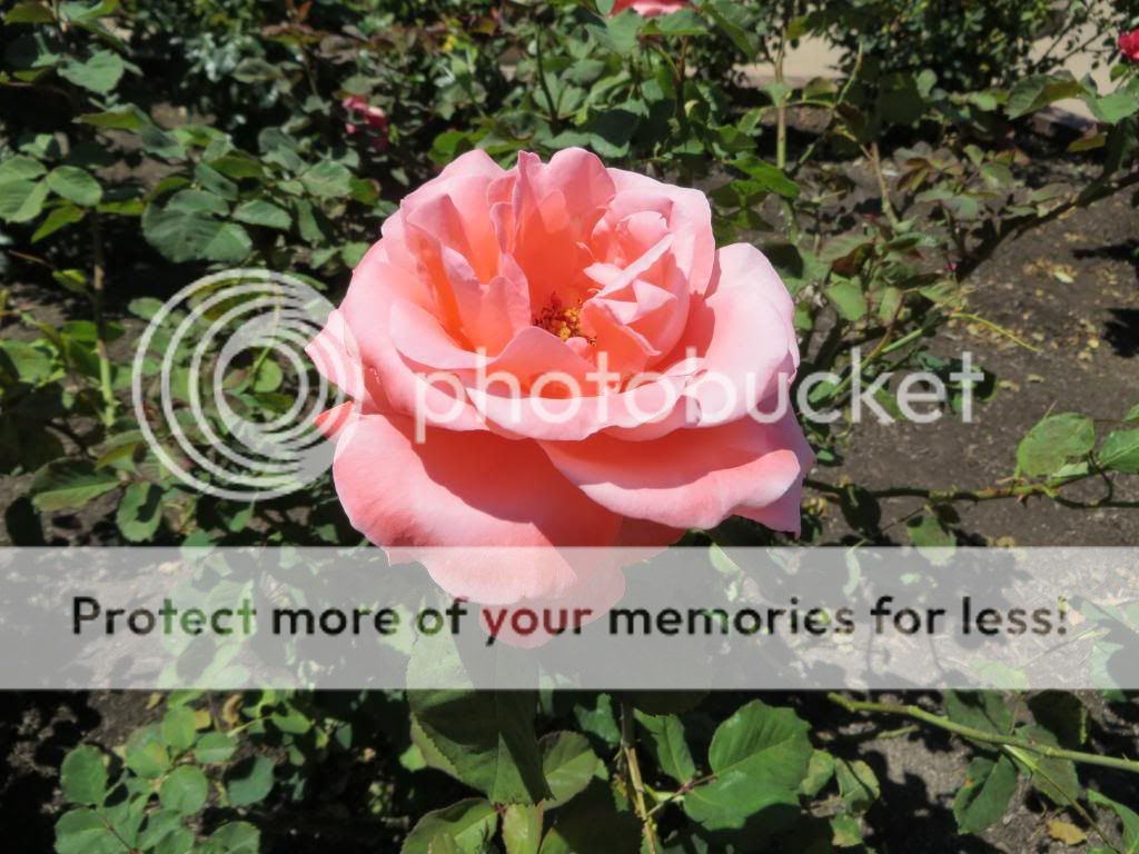 Artistry photo IMG_0617_zps294c0626.jpg